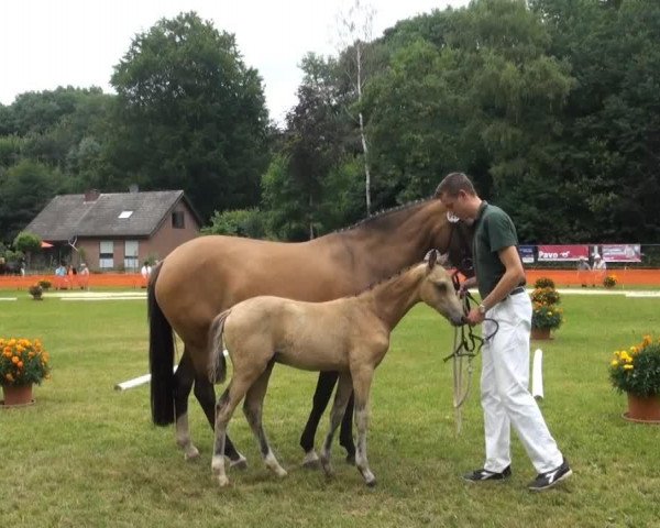 dressage horse Arts Spirit (German Riding Pony, 2013, from Arts-Dancer-Boy)