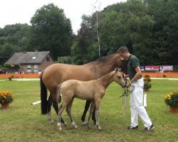 Dressurpferd Arts Spirit (Deutsches Reitpony, 2013, von Arts-Dancer-Boy)