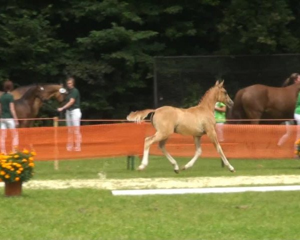 Pferd Mölko's Don Dino (Deutsches Reitpony, 2013, von Dornik B)
