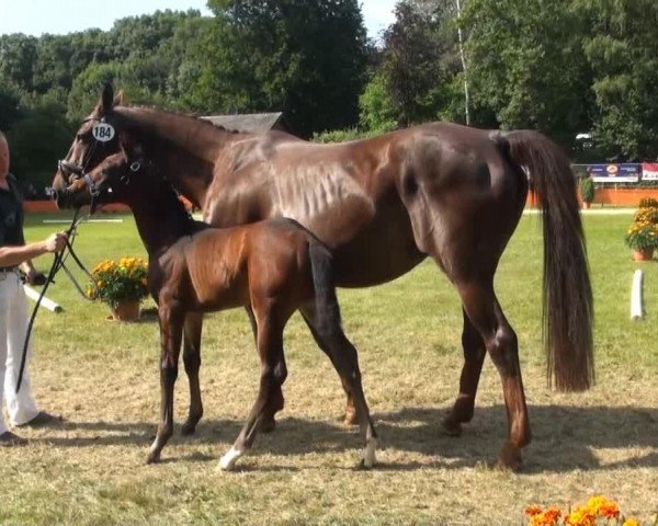 horse Fran Fine (Rhinelander, 2013, from Feedback 16)