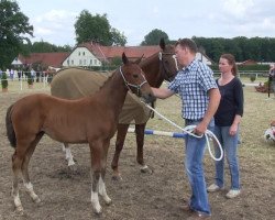broodmare Cocaly (Westphalian, 2013, from Casiro I)