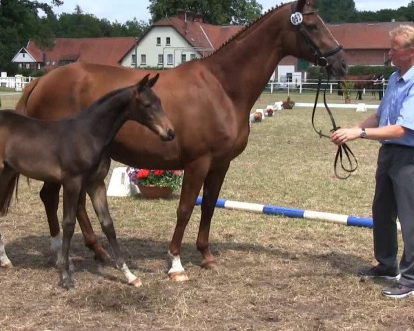 Horse Stute von Just Perfect (Westphalian, 2013, from Just Perfect)