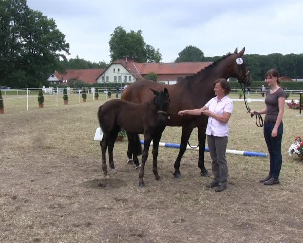 horse Hengst von For Contest (Westphalian, 2013, from For Contest)