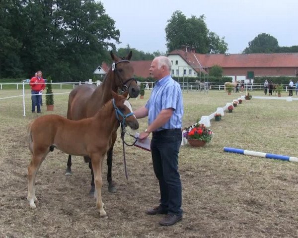 horse Hengst von A Gorgeous (German Riding Pony, 2013, from A Gorgeous)