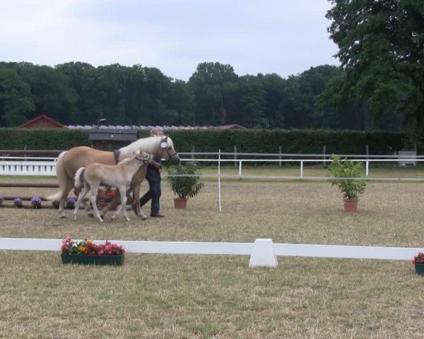 horse Hengst von Wunderknabe (Haflinger, 2013, from Wunderknabe)