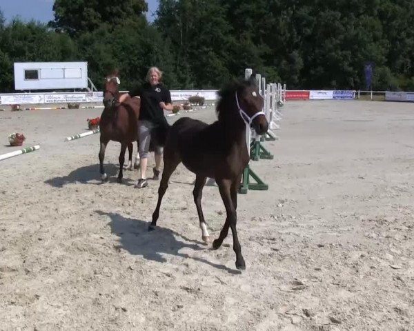 dressage horse Chayenne 375 (Westphalian, 2013, from Cassini)