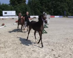 dressage horse Chayenne 375 (Westphalian, 2013, from Cassini)