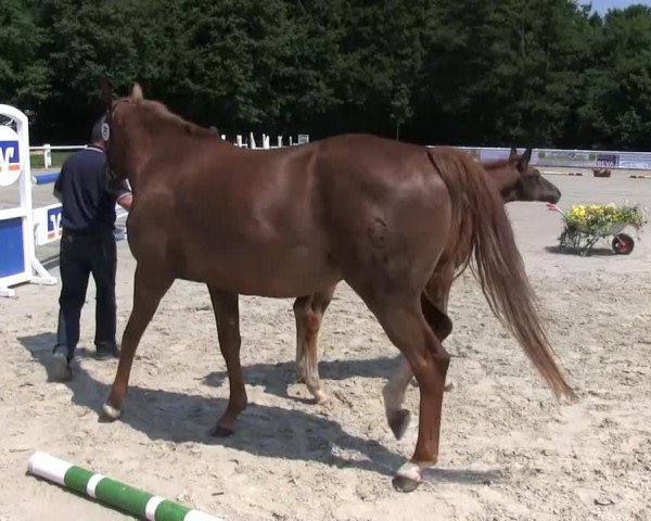 Broodmare Stute von Ehrenstolz (Westphalian, 2013, from Ehrenstolz)