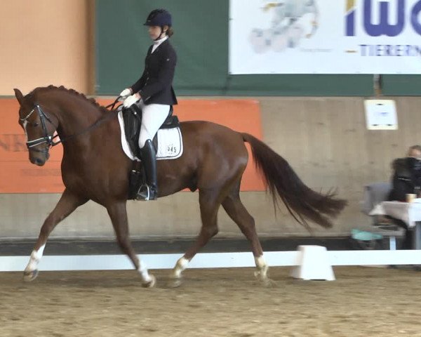Reitturnier Gut Winkelacker/Obb. 2020