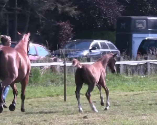 broodmare Blondy (Westphalian, 2013, from Balou du Rouet)