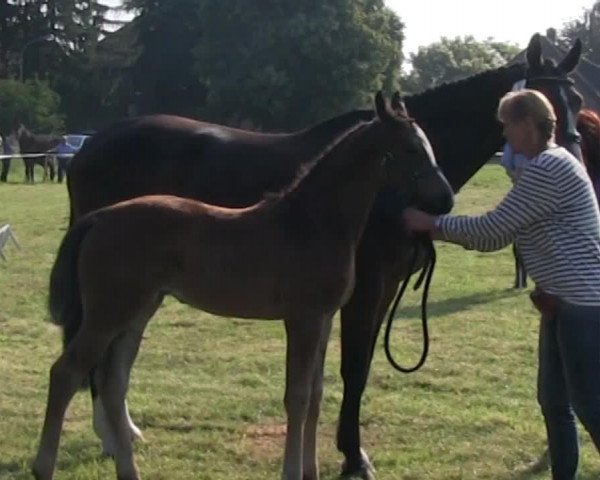 dressage horse Secret Love (Westphalian, 2013, from San Amour I)