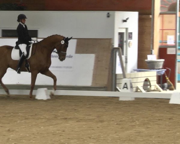 Reitturnier Gut Winkelacker/Obb. 2020