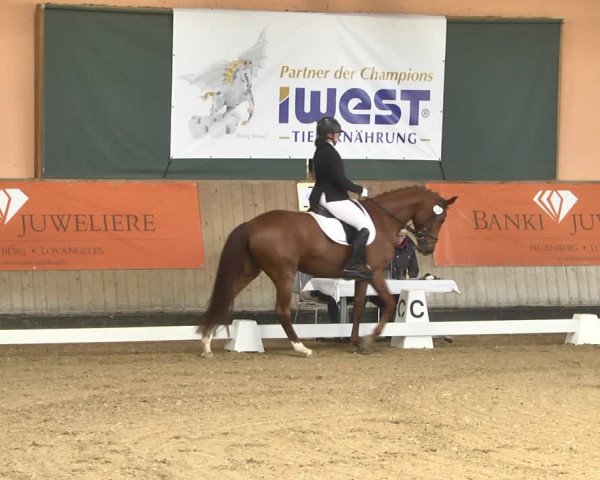 Reitturnier Gut Winkelacker/Obb. 2020