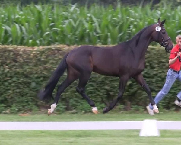 dressage horse Sabrina (Westphalian, 2010, from San Schufro)