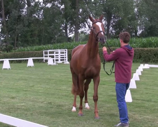 horse Stute von Fineliner (Westphalian, 2010, from Fineliner 2)