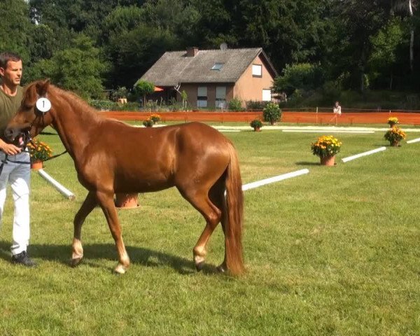 Pferd Avalie S (Dartmoor-Pony, 2010, von Aron R)