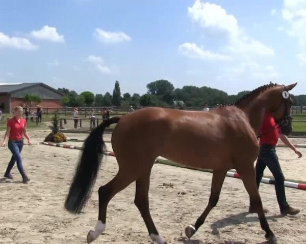 horse Stute von Mon Cher (Westphalian, 2010, from Mon Cher)