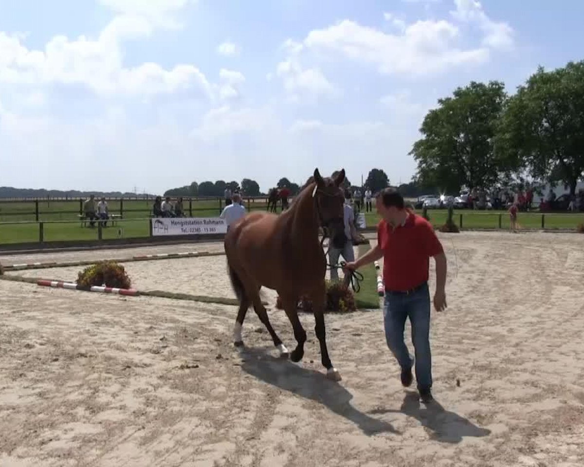horse Abba (Westphalian, 2010, from Ampère)