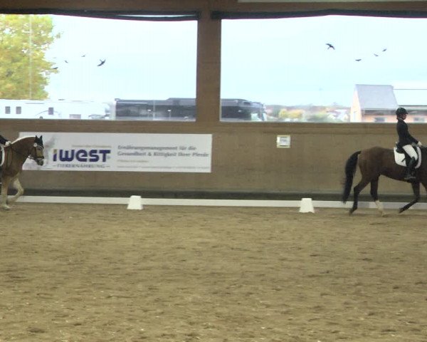 Reitturnier Gut Winkelacker/Obb. 2020