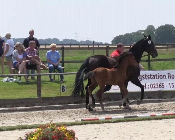 horse Stute von Captain Collin (Westphalian, 2013, from Captain Collin)