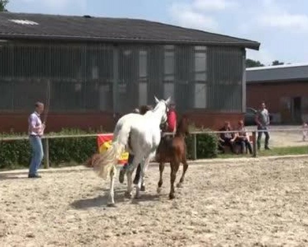 Springpferd Cotton Eye Joe Sz (Westfale, 2013, von Crown Z)