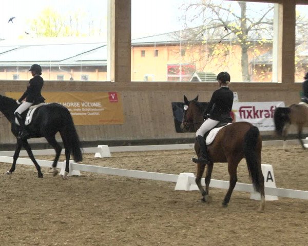 Reitturnier Gut Winkelacker/Obb. 2020