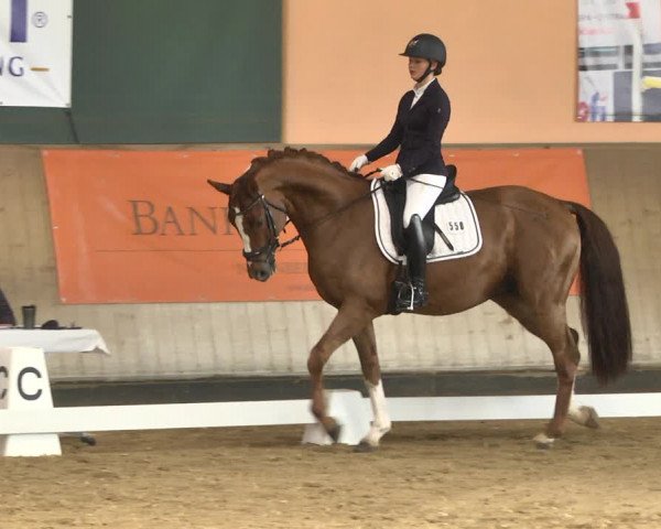 Reitturnier Gut Winkelacker/Obb. 2020