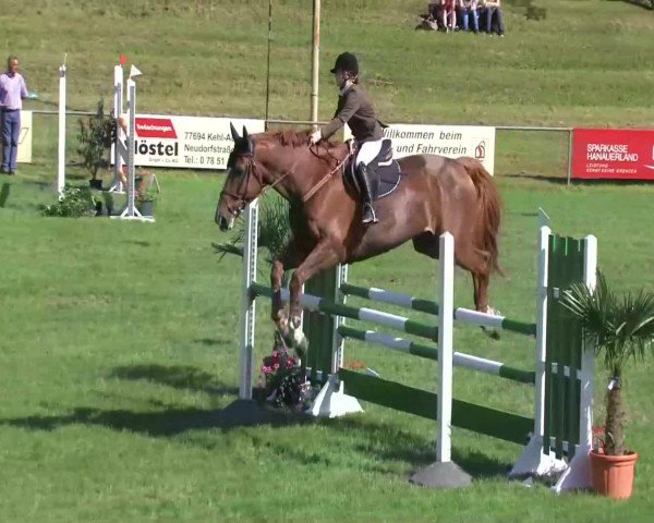 Springpferd Magnifique du Hecquet (Selle Français, 2000, von Rox de la Touche)