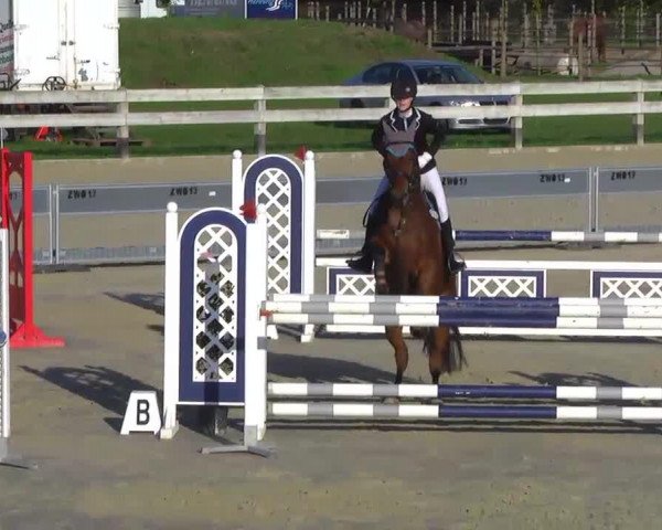 jumper Pacyfic (Polish Warmblood, 2003, from Scott xx)