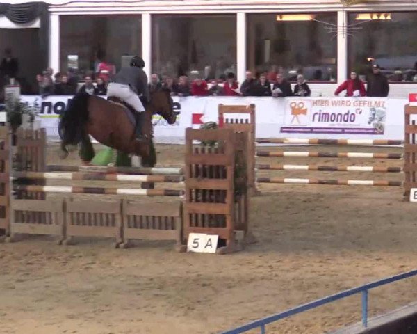 Springpferd Nino 270 (Westfale, 2009, von Numero Uno)