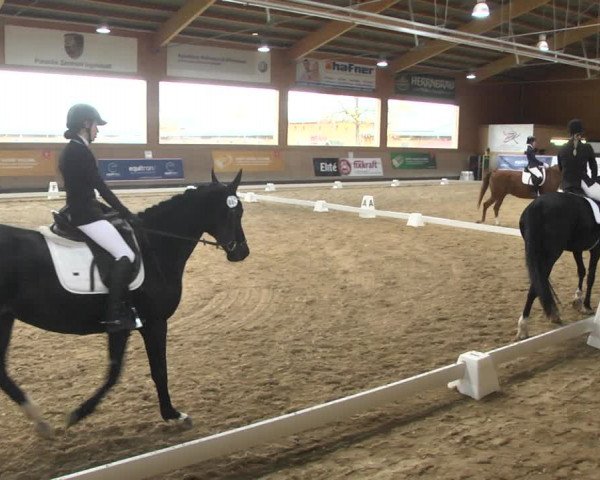 Reitturnier Gut Winkelacker/Obb. 2020