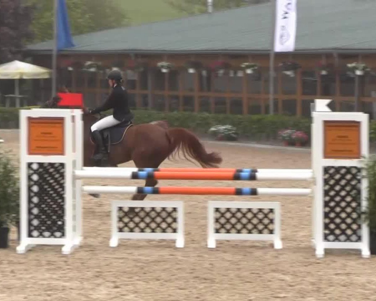 jumper Charlotts Coco Chandial CH (Rhinelander, 2009, from Chris Grandios)