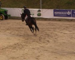 jumper Simply the Best 31 (Hanoverian, 2009, from Stalypso)