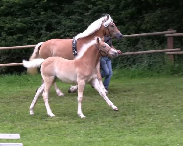 broodmare Stupsi von Oberstoecken (Haflinger, 2013, from Sterntaenzer)
