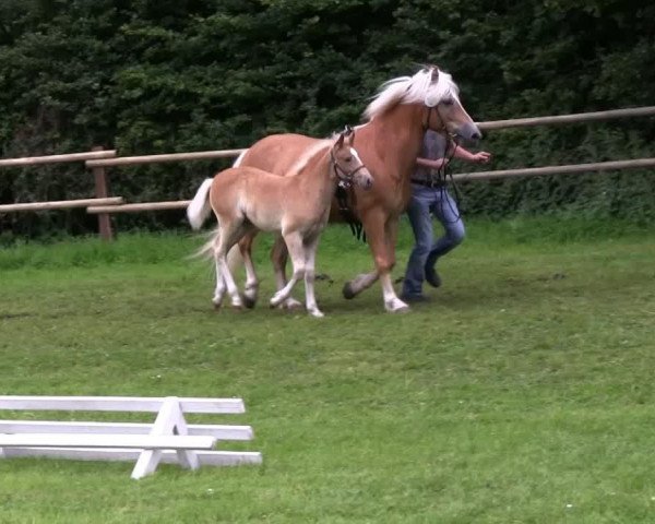 Pferd Stute von Sterntänzer (Haflinger, 2013, von Sterntaenzer)