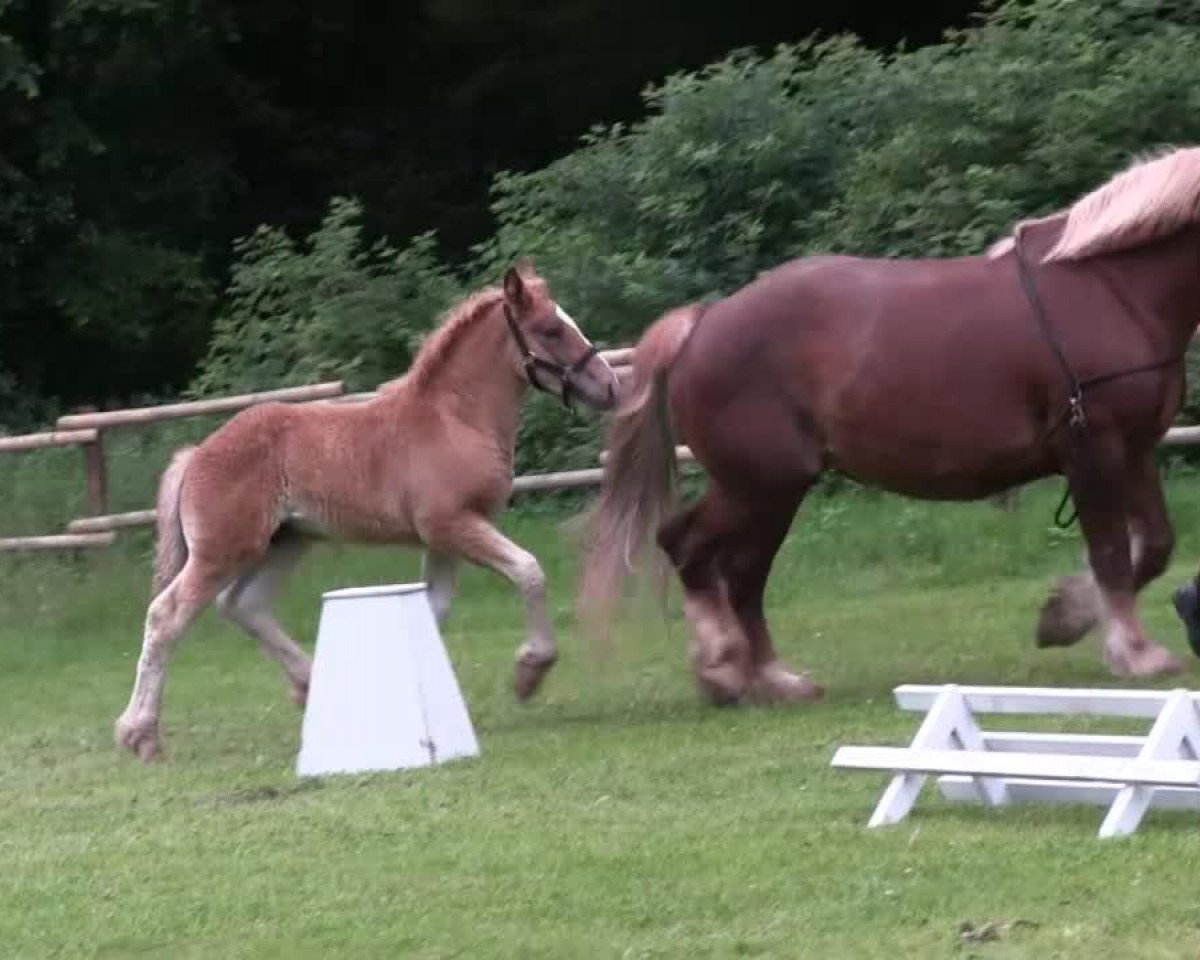 Pferd Hengst von Cato (Rheinisch-Deutsches Kaltblut, 2013, von Cato)