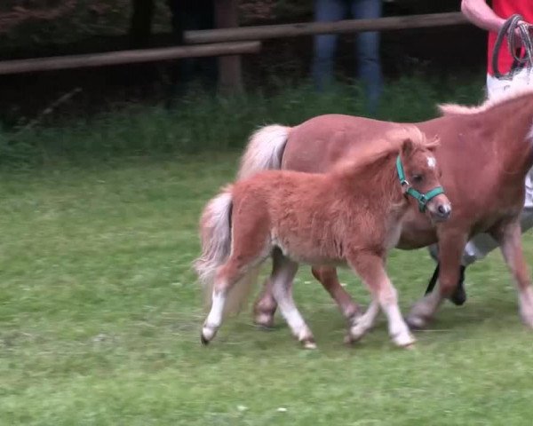 horse Govain aus Wittgenstein (Shetland pony (under 87 cm), 2013, from Tricolore of Chestnut Stable)