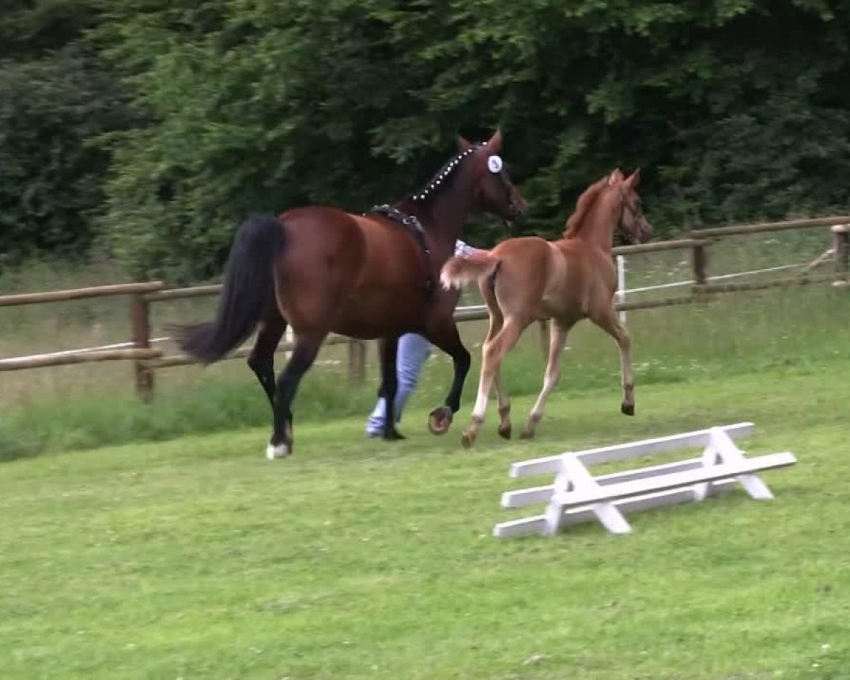 horse Sissi (Westphalian, 2013, from Stoiber SN)