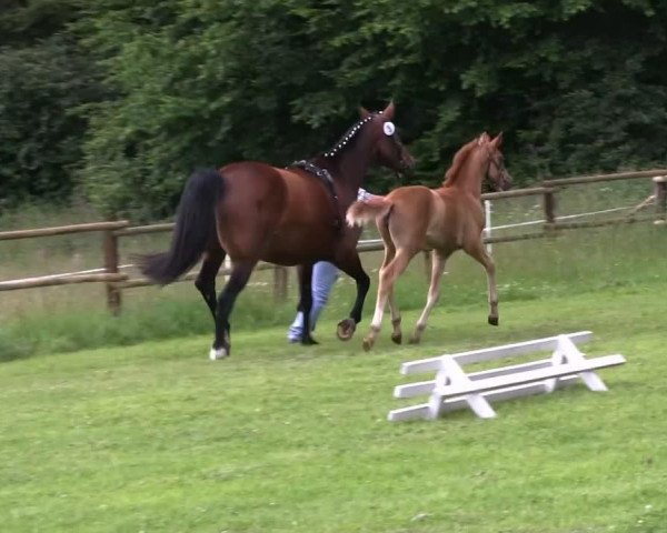 Pferd Sissi (Westfale, 2013, von Stoiber SN)