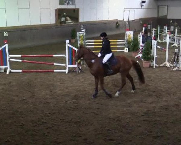 jumper Crodino 2 (Belgian Warmblood, 2007, from Chardonnay Z)
