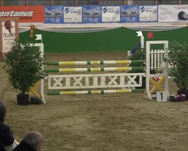 Springpferd Hüpen's Cadett (Westfale, 2008, von VDL Cardento 933)
