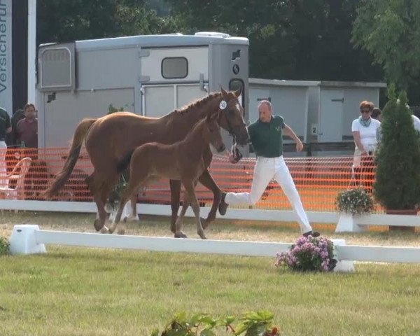 horse Hengst von Sandro Hit (Westphalian, 2013, from Sandro Hit)