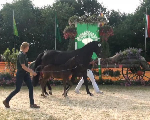 horse Hengst von Feedback (Rhinelander, 2013, from Feedback 16)