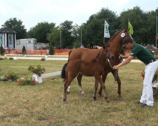 horse Stute von Nutrix (German Riding Pony, 2013, from Nutrix)