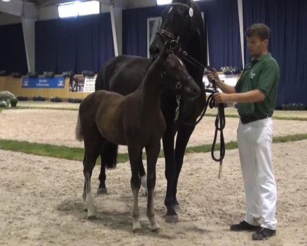 horse First April Joke V (Rhinelander, 2013, from Fürst Piccolo)