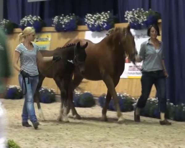 horse Hengst von First Selection (Rhinelander, 2013, from First Selection)
