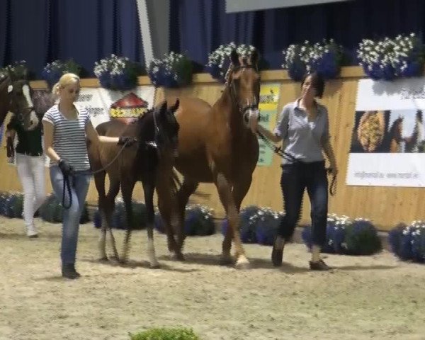 Pferd Solaris (Rheinländer, 2013, von Sunday)