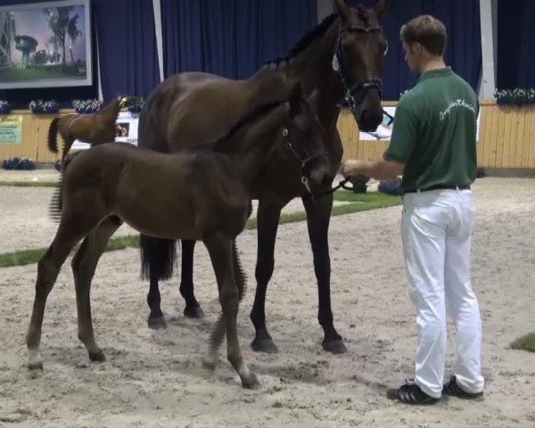 Springpferd Faustus vom Berensberg (Rheinländer, 2013, von First Selection)