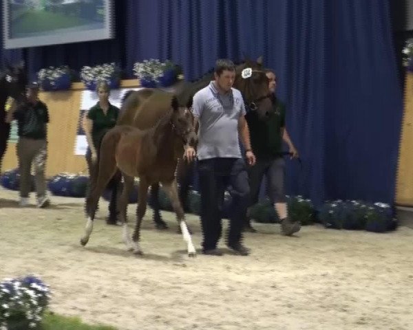horse Hengst von Feedback (Rhinelander, 2013, from Feedback 16)