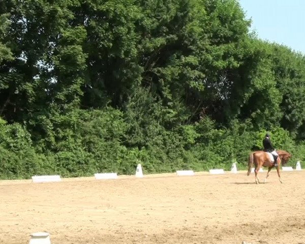 dressage horse Mad Max 73 (Trakehner, 2010, from Syriano)